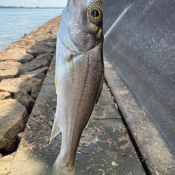 セイゴ（マルスズキ）