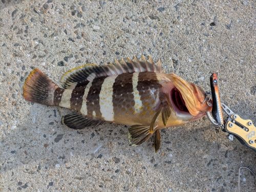アオハタの釣果