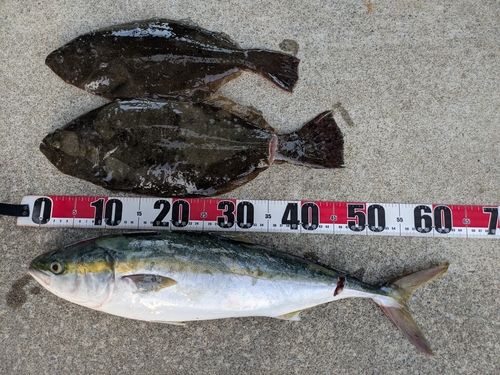 イナダの釣果