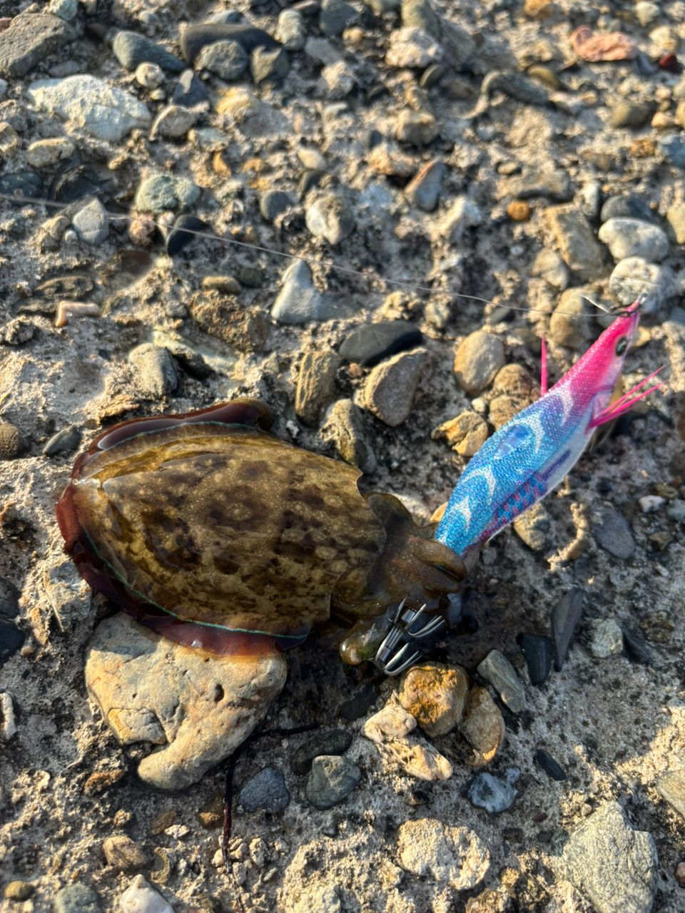 アオリイカ
