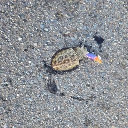 モンゴウイカ