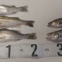 セイゴ（マルスズキ）