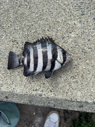イシダイの釣果