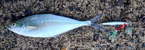 イケカツオの釣果