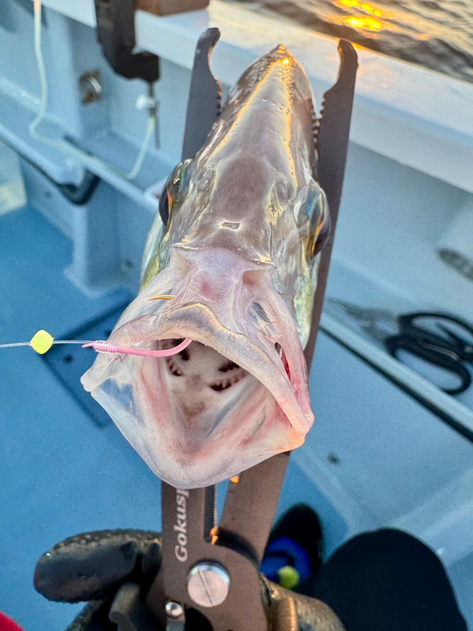 shizuシズさんの釣果 3枚目の画像