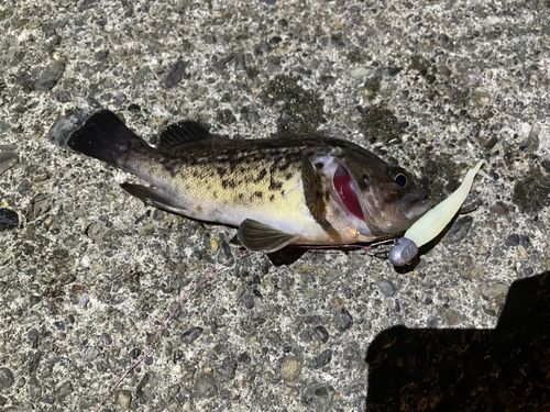 クロソイの釣果