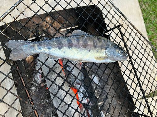 ヤマメの釣果