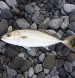 ショゴの釣果