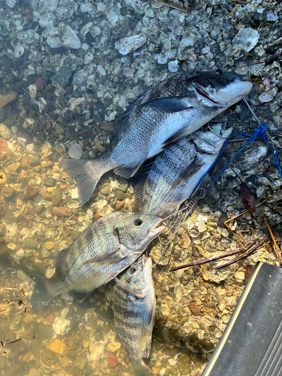 クロダイ