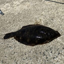 マコガレイ