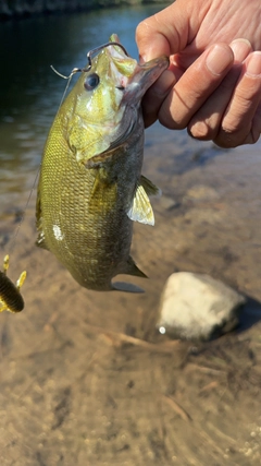 スモールマウスバスの釣果