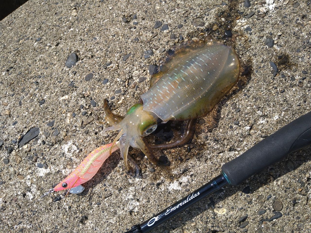 アオリイカ