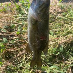 スモールマウスバス