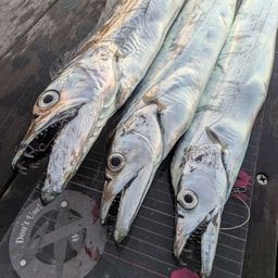 タチウオ