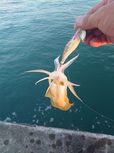 駿河湾