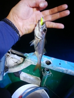 ムツの釣果