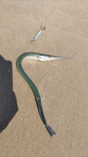 伊勢湾湾奥