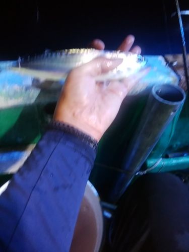 マルソウダの釣果