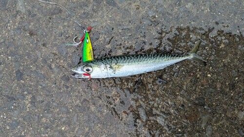 サバの釣果
