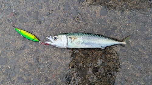 サバの釣果