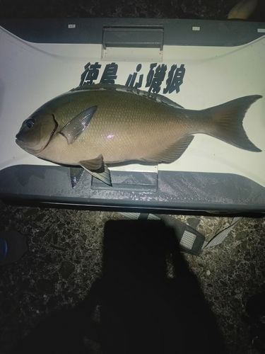 オナガグレの釣果