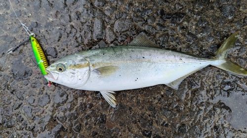 ワカシの釣果