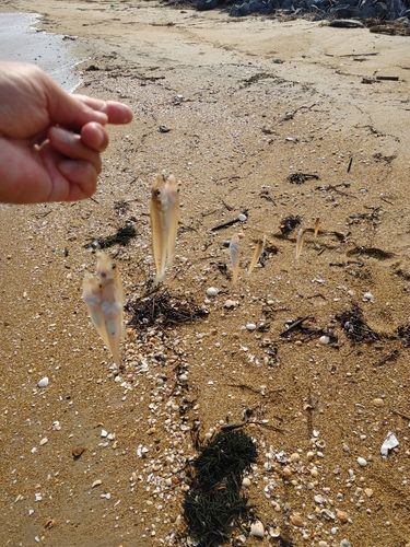 キスの釣果