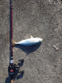 ワカナゴの釣果