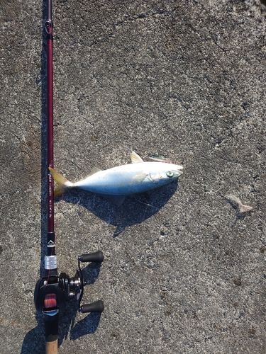 ワカナゴの釣果