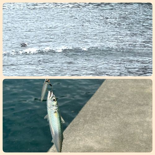 サバの釣果