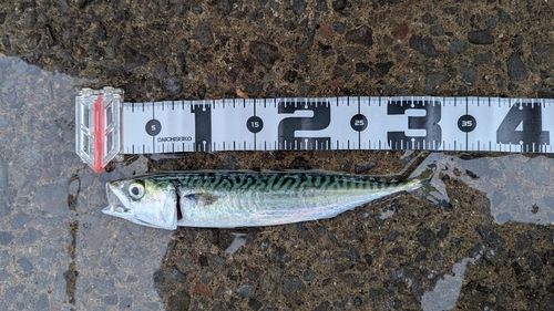 サバの釣果