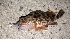 カサゴの釣果