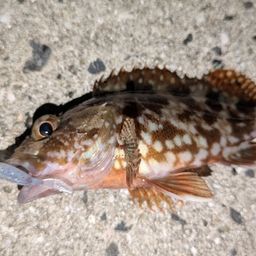 カサゴ