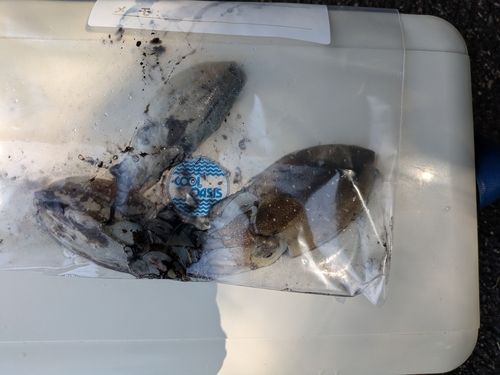 コウイカの釣果