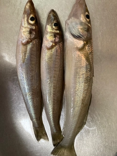 シロギスの釣果