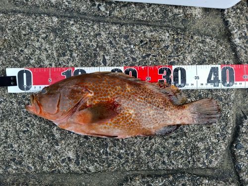 キジハタの釣果