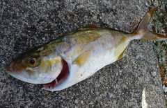 ショゴの釣果