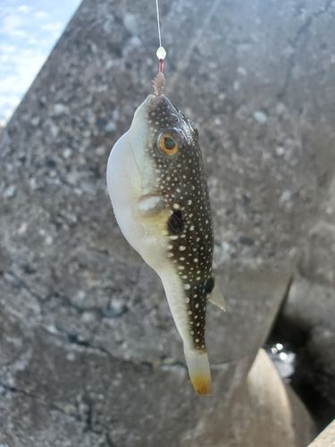 クサフグの釣果