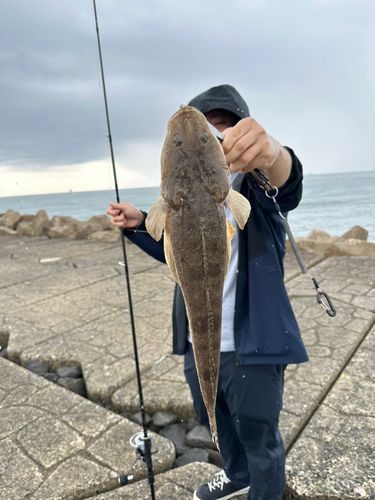 マゴチの釣果