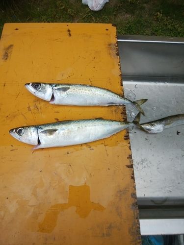 サバの釣果