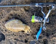 コウイカの釣果