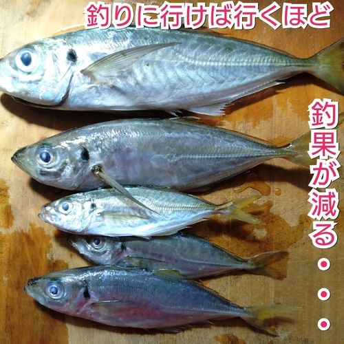 アジの釣果