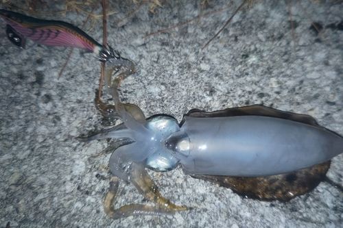 アオリイカの釣果