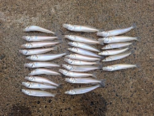 シロギスの釣果