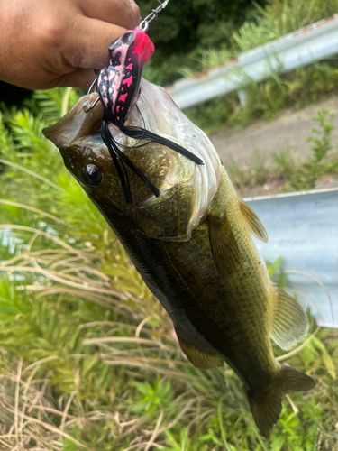 ラージマウスバスの釣果