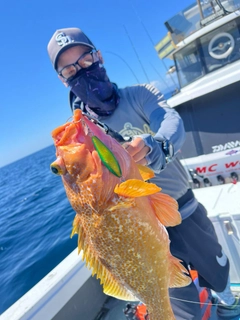 アコウの釣果