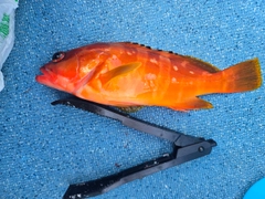 アカハタの釣果