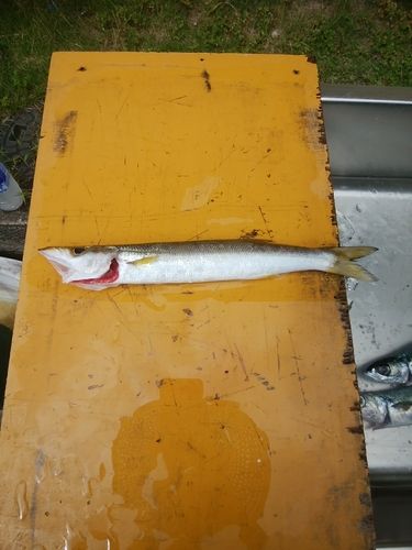 熊野灘