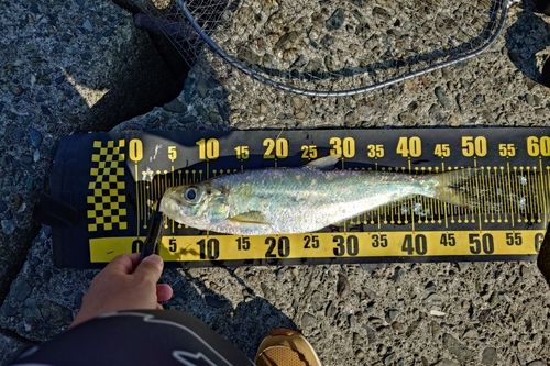 ヒラの釣果