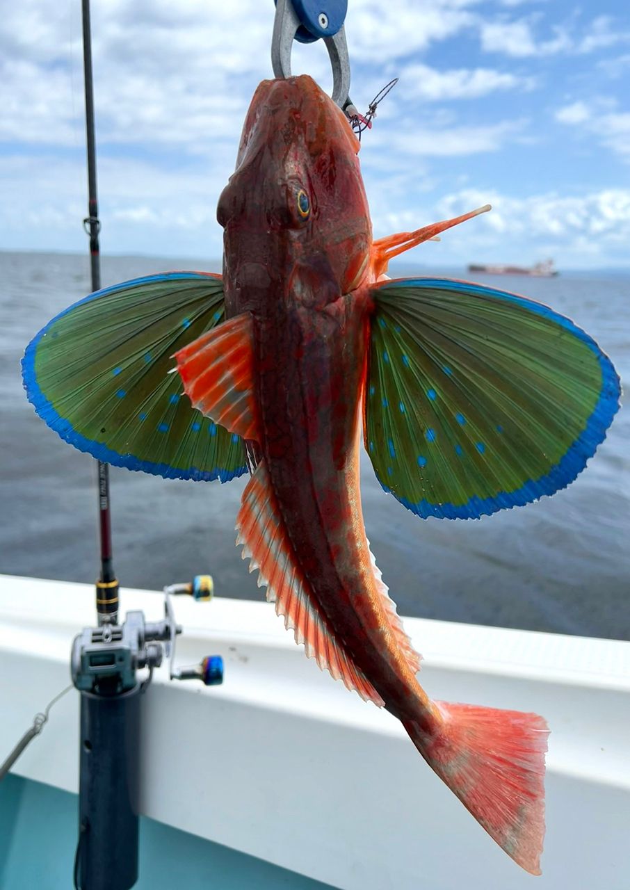拓斗丸さんの釣果 2枚目の画像
